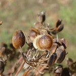 Peucedanum oreoselinum Fruit