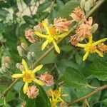 Grewia trichocarpa Flor