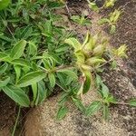 Barleria eranthemoides Fruit