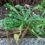 Taraxacum clemens Hoja