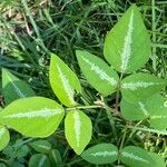 Desmodium procumbens Leaf