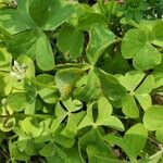 Oxalis debilis Hoja