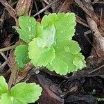 Laser trilobum Leaf