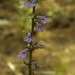 Lobelia puberula 整株植物