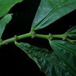 Elatostema integrifolium Habit