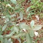 Cerradicola grewiifolia Plante entière
