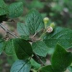 Cotoneaster acutifolius autre