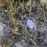 Lomelosia argentea Plante entière
