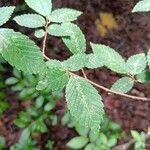 Ulmus alata Leaf