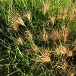 Aegilops geniculata Fruto