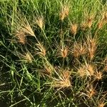 Aegilops geniculata Fruit