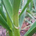 Allium sativum Leaf