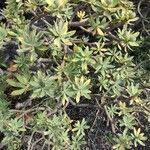 Euphorbia balsamifera Frunză