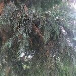 Cupressus cashmeriana Φύλλο