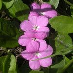 Stenandrium dulce Λουλούδι