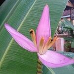 Musa ornata Цветок
