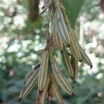 Polystachya cultriformis Цвят