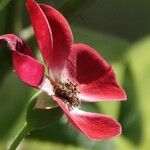 Rosa pendulina फूल