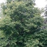 Castanea sativa Libunga