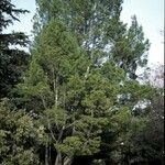 Pinus bungeana Habitatea