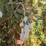 Sophora secundiflora Ovoce