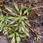 Oritrophium limnophilum Leaf