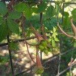 Tropaeolum pentaphyllum Flor