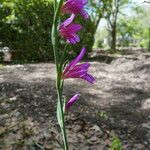 Gladiolus imbricatus Fiore