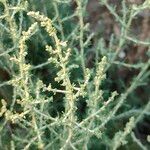 Artemisia herba-alba 花