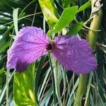 Dalechampia aristolochiifolia Flower