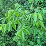 Clausena anisata Blatt