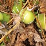 Diplocyclos palmatus Fruit