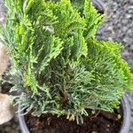 Chamaecyparis obtusa Hoja
