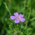 Geranium sylvaticum Fleur