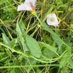 Convolvulus arvensis Ліст