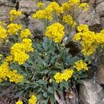 Aurinia saxatilis Çiçek