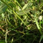 Tridax procumbens Ŝelo