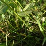 Tridax procumbens Écorce