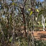 Eucalyptus caesia 形态