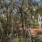 Eucalyptus caesia Habit