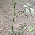 Conopodium majus Elinympäristö