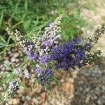 Vitex agnus-castusFlower