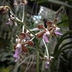 Vanda tricolor Kwiat