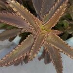 Kalanchoe delagoensis Blad