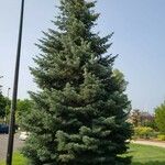 Abies concolor Habit