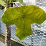 Jatropha podagrica Blad