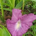 Siphonochilus aethiopicus Λουλούδι