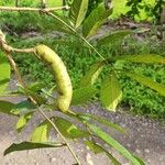 Inga ruiziana Fruit