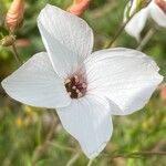 Linum tenuifolium फूल