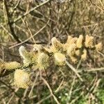 Salix atrocinerea Flor